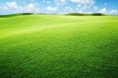 Green Grassland Wallpapers