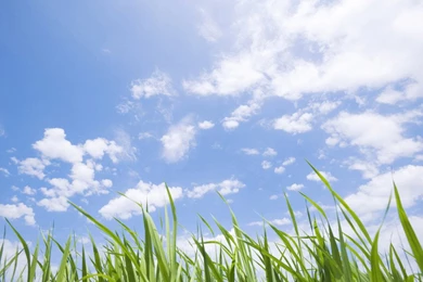 Summer Grassland Scenery   Green Grassland Wallpapers 1024x768 NO ...