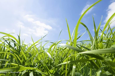 Summer Grassland Landscapes   Green Grassland Widescreen ...