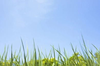 Summer Grassland Scenery   Green Grassland Wallpapers 1024x768 NO ...