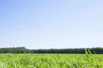 Lush Grassland Scenery   Summer Grassland Picture 1680x1050 NO.4 ...