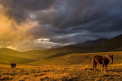 Nature Animals Hills Horses Hk Skies Grassland Wallpapers