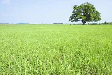 Grassland And Sky   Grassland And Lush Trees Photo 1024x768 NO.18 ...