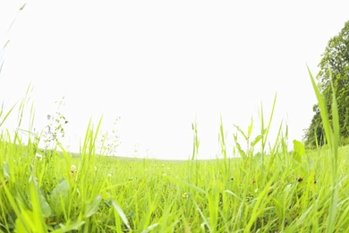 Summer Grassland Scenery   Green Grassland Wallpapers 1024x768 NO ...