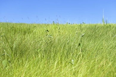 Fresh Grassland Wallpapers
