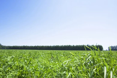 Summer Grassland Scenery   Green Grassland Wallpapers 1024x768 NO ...