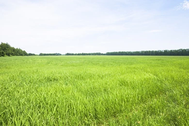 Lush Grassland Scenery   Green Field Wallpapers 1600x1200 NO.32 ...