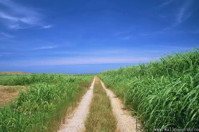 Blue Sky.grassland.path － Landscape Wallpapers   Free Download ...