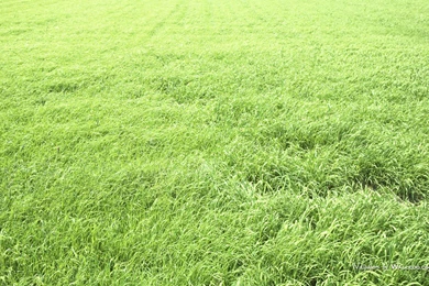 Summer Grassland Landscapes   Green Grassland Widescreen ...