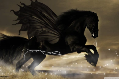 Black Horse Wallpapers   Image Wallpapers