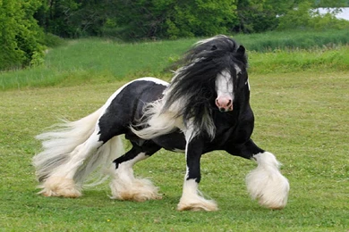 Black Horse Wallpapers   Image Wallpapers