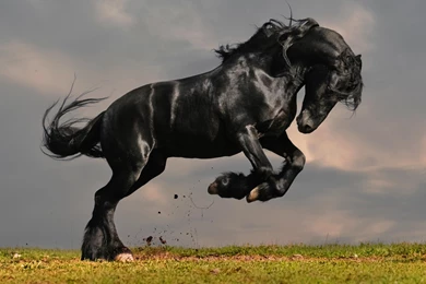 Black Horse Wallpapers For Mobile