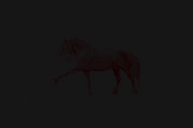 Black Horse Wallpaper Images