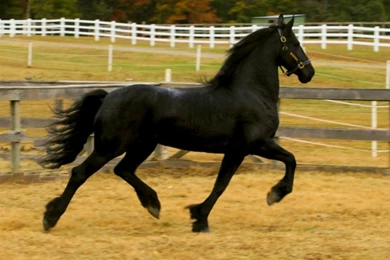 Horses Black Horse – Animals Horses HD Desktop Wallpapers