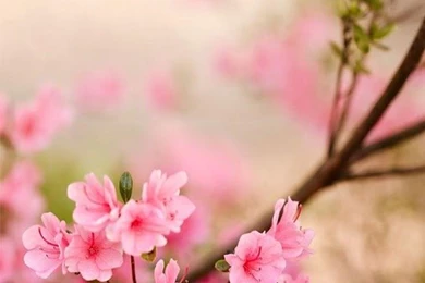 Spring Flowers Live Wallpapers   Android Apps On Google Play