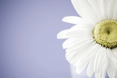 Flowers Backgrounds In High Quality: Spring Flowers By Michelle ...