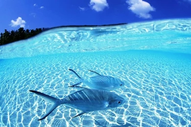 Water Blue Ocean Pacific Ocean 1920x1200 Wallpapers – Nature Oceans ...