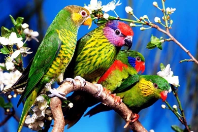 Download Wallpapers For Desktop   HD Wallpapers Pretty