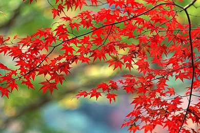 Live Wallpapers For Free