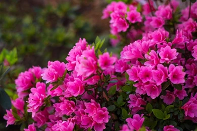 Pink Azalea Flowers   (