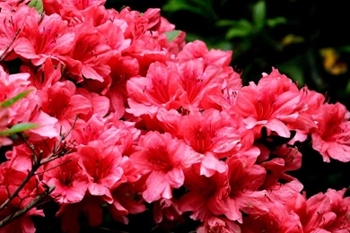 Download Wallpapers 1920x1080 Azalea, Pink, Stamen, Close up Full ...