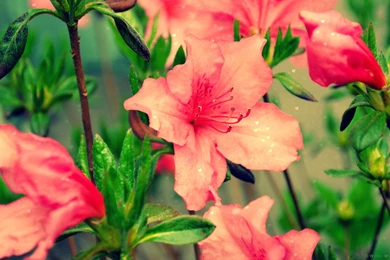 Hearts And Pink Azaleas Widescreen Wallpapers