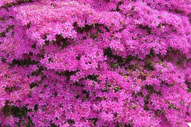 Download Wallpapers 1920x1080 Azalea, Flowering, Shrubs, Beautiful ...