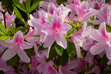MLeWallpapers.com   Pink Azalea Bush