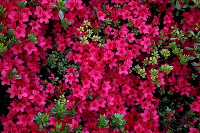 File:Red azalea spring flowers   West Virginia   ForestWander.jpg ...