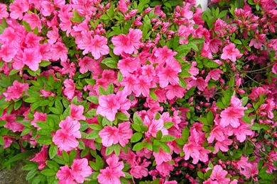 HD Azalea Wallpapers