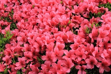 Azaleas Wallpapers . Gratuit, Rapide Et Sûr !