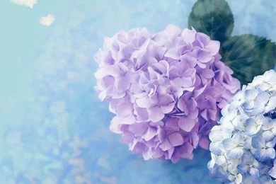 HQ Hydrangea Wallpapers