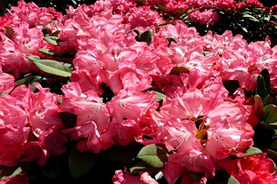 Azalea Flowering Pink Leaves