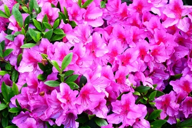 Download Wallpapers 3840x2160 Azalea, Flowering, Branches, Green ...