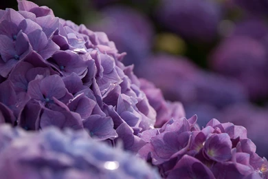 35 Hydrangea HD Wallpapers
