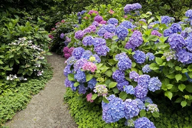 Hydrangea HD Wallpapers
