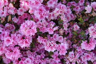 Download Wallpapers 3840x2160 Azalea, Flowering, Bushes, Close up ...