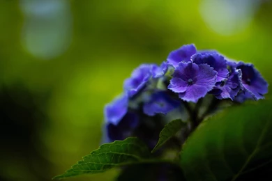 Magnificent Hydrangea Wallpapers