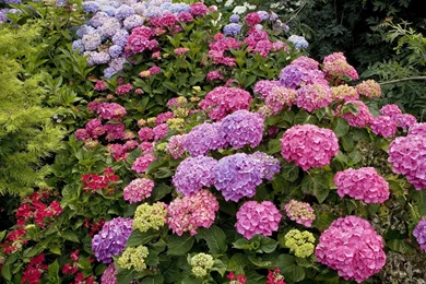 Download Wallpapers 3840x2400 Hydrangea, Garden, Greens, Many ...