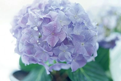 Blooming Hydrangea Flowers Wallpapers   Wallcoo.net