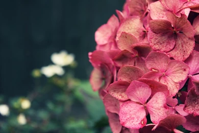 Hydrangea Images And Wallpapers Download