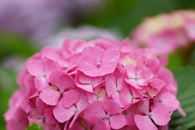 HQ Hydrangea Wallpapers