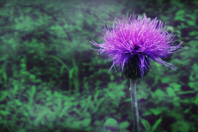 Purple Hydrangea Hd Wallpapers 1680x1050 Widescreen Hd Wallpapers