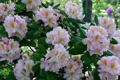 Download Wallpapers 1920x1080 Azalea, Bush, Pink, Leaves Full HD ...