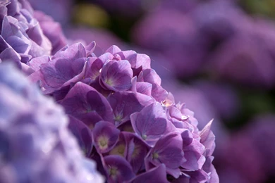 35 Hydrangea HD Wallpapers