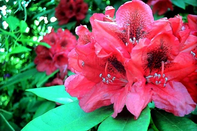 Beautiful Azalea   (