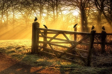 Crows In The Light, Bird, Tree, Fence, Grass, Digital art ...