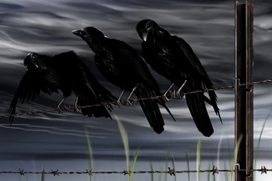 Crows Wallpapers