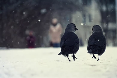 Birds crows winter hd wallpapers