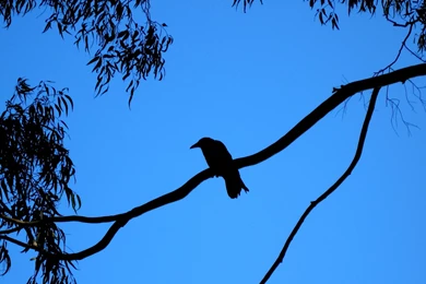 Crows Zero Wallpapers Desktop